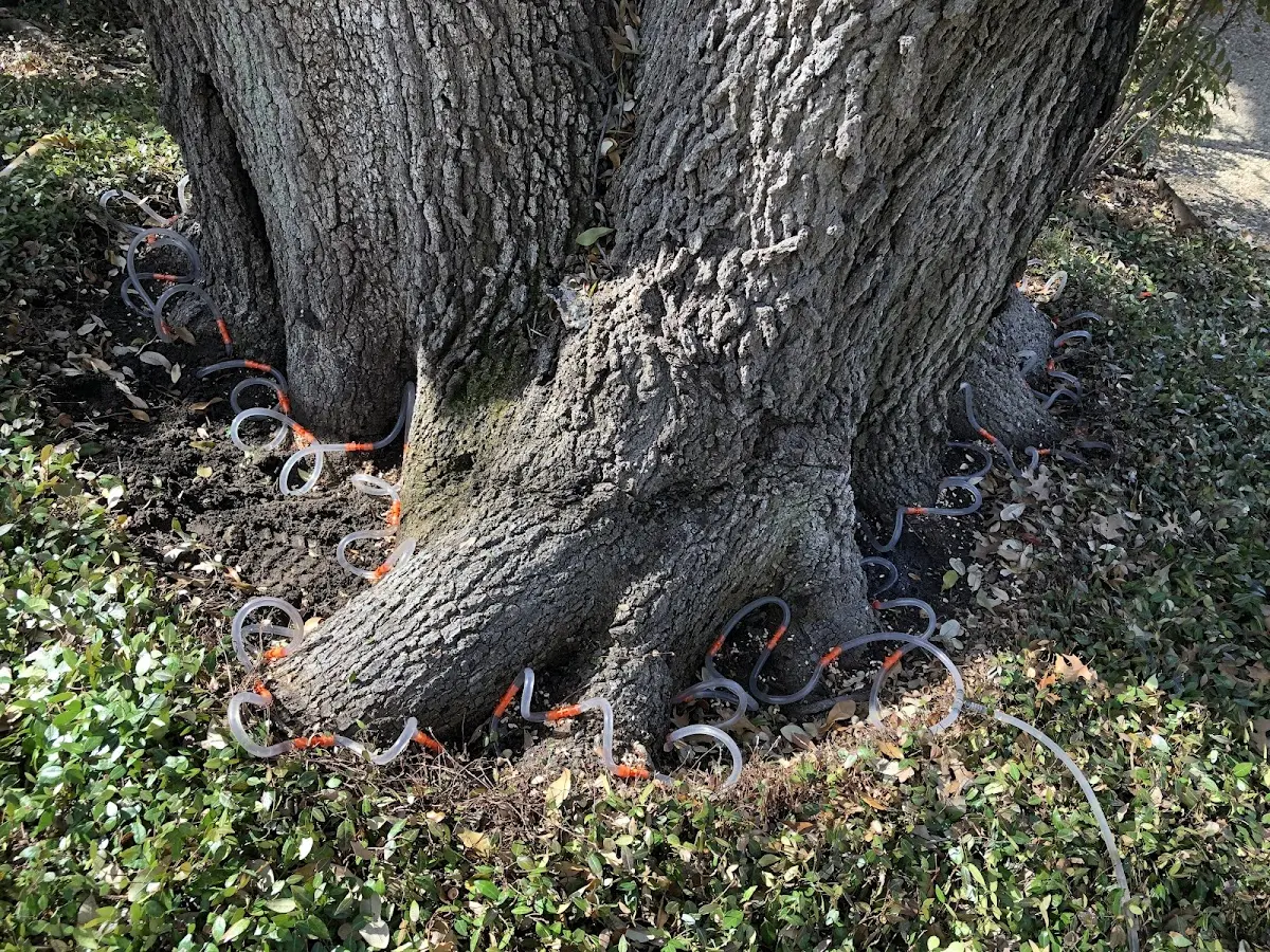 Detailed Shrub and Hedge Trimming job site in Corrigan