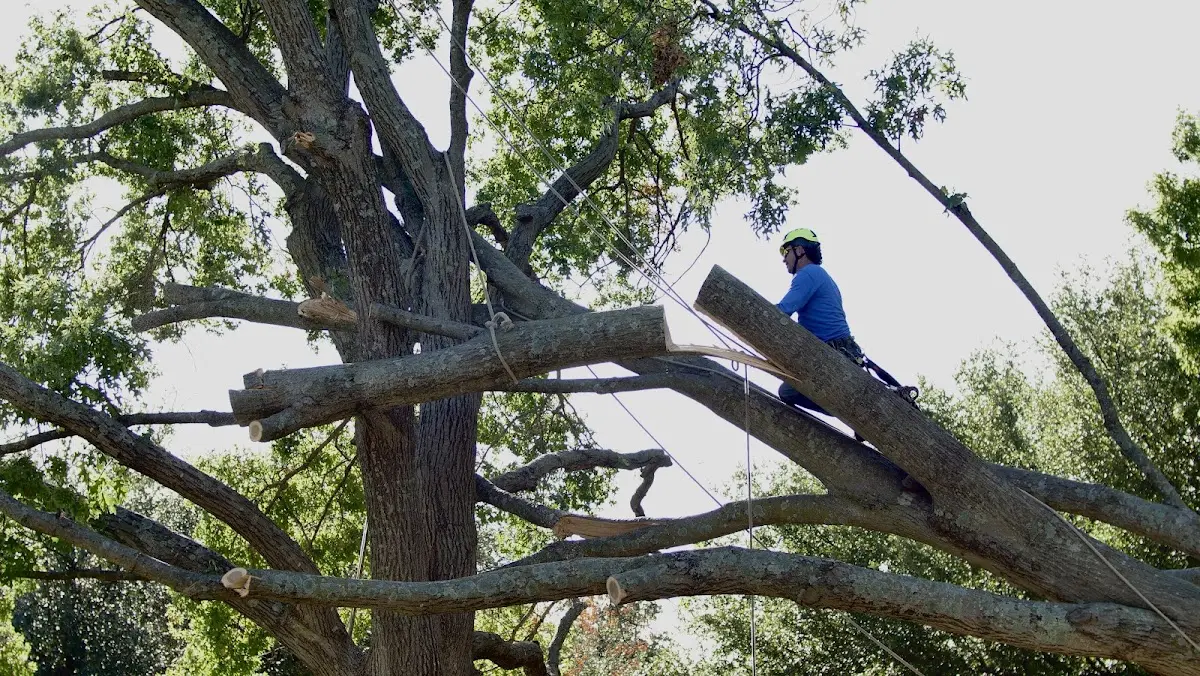 Professional Crown Thinning performed by certified arborists in Corrigan